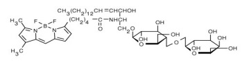 與 BSA 復合的 BODIPY FL C5-乳糖神經酰胺.png