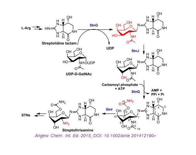尿苷二磷酸葡萄糖-4-表異構酶(UDP-glucose-4-epimerase).png