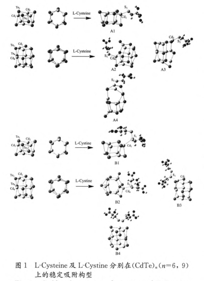 L-半胱氨酸-CdS量子點.png