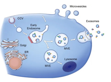 齊岳生物提供外泌體（Exosome）電鏡DLS/NTA粒徑分析表征電鏡測定服務.png