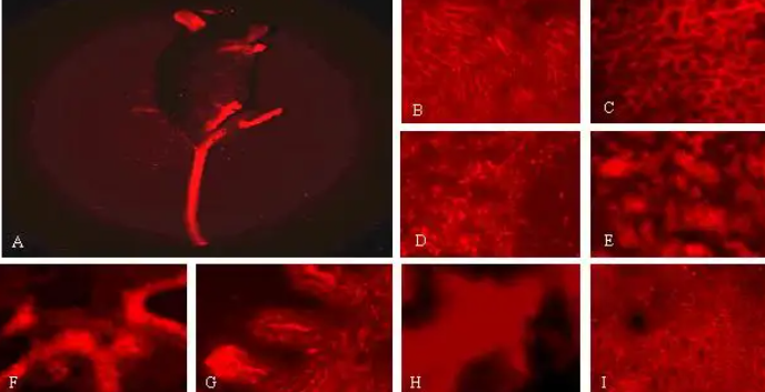 CY3-DNA，花菁染料cy3熒光標記脫氧核糖核酸DNA.png