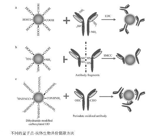 CdTe量子點-β-HCG單抗偶聯(lián)物