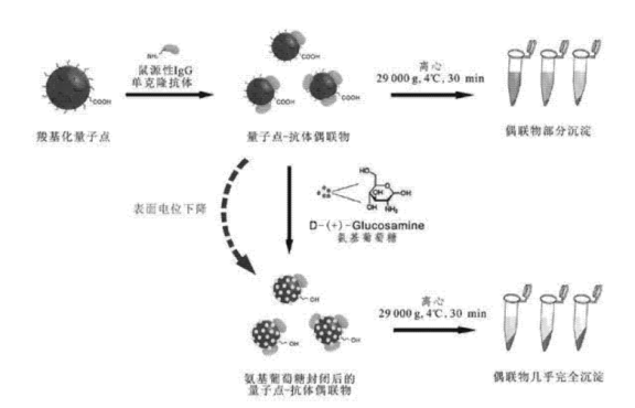 IgG類單克隆抗體偶聯水溶性羧基化量子點