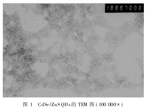 功能肽RGDC修飾CdSe/ZnS量子點