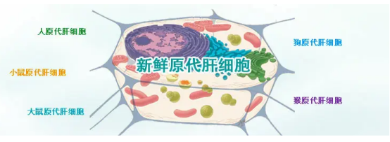 原代細胞膜上轉換納米顆粒