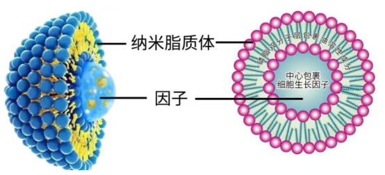 HL-60早幼粒急性白血病細胞膜復合納米脂質體
