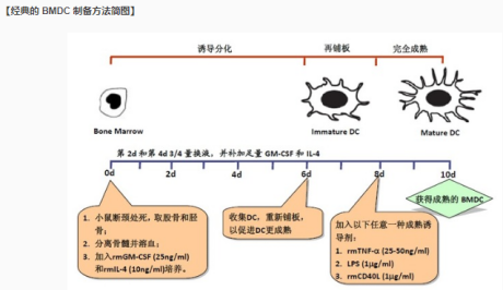 BMDC小鼠骨髓樹(shù)突狀細(xì)胞膜包覆納米粒