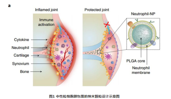 中性粒細胞膜包覆的納米顆粒 