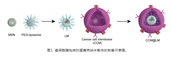 **細(xì)胞膜包被的蛋黃殼納米載體