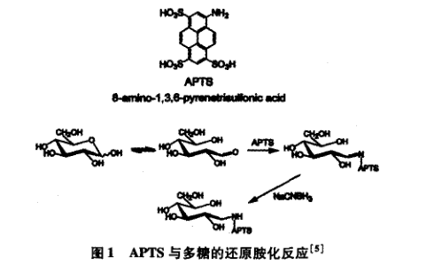 熒光標記單糖和寡糖