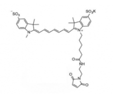 水溶性二磺酸基花菁染料diSulfo-Cy7 maleimide/馬來酰亞胺(Methyl甲基)，深綠色固體粉末，Ex/Em(nm) 750/773