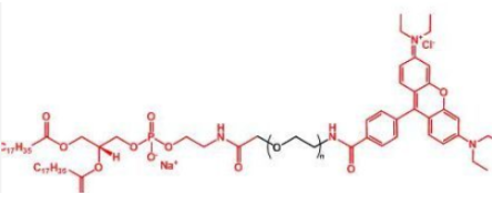 熒光染料羅丹明聚乙二醇磷脂，Rhodamine-PEG-DSPE，磷脂PEG羅丹明