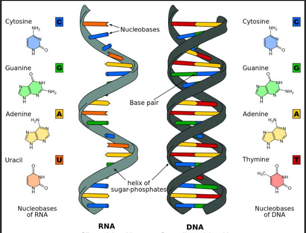 生物素標記PNA
