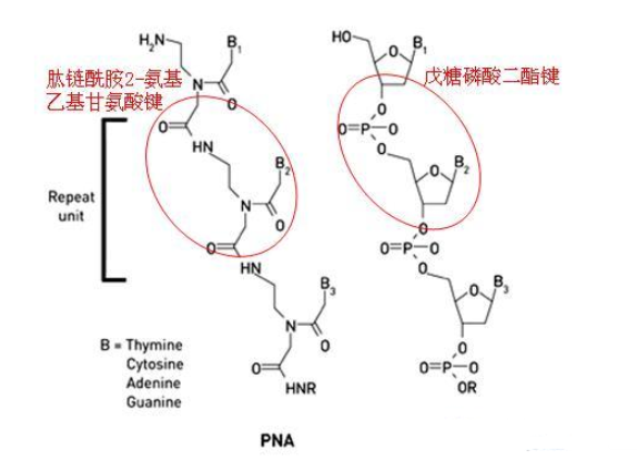 羅丹明B標記肽核酸PNA