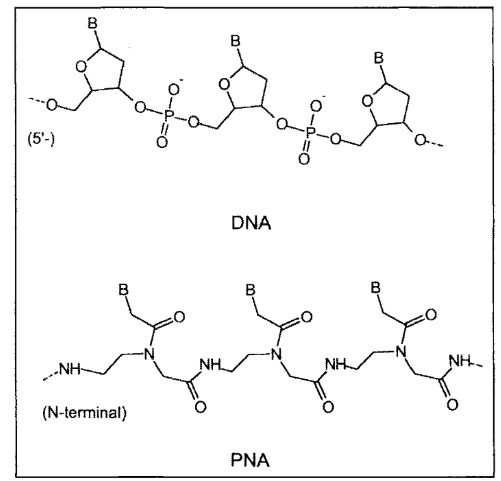 單增李斯特菌的肽核酸(PNA)分子信標(biāo)