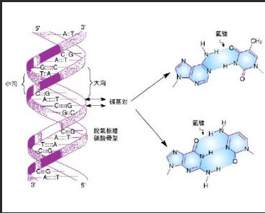 DNA修飾修飾近紅外二區CdTe/CdS量子點