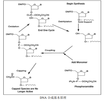 5-羧基熒光素標記DNA