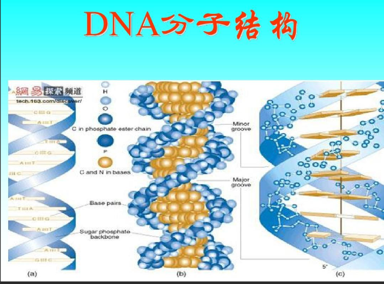 近紅外染料CY7.5標記PDNA