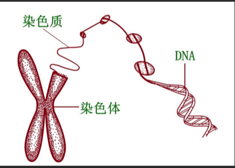 DNA脫氧核糖核酸