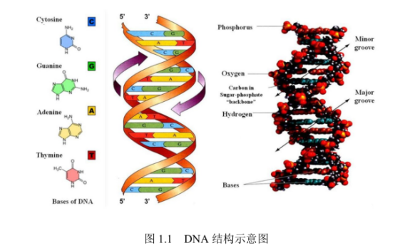 DNA脫氧核糖核酸