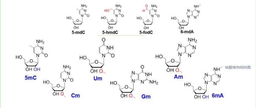 吲哚菁綠ICG標記RNA
