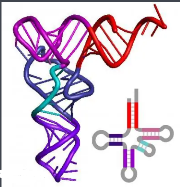 RNA核糖核酸修飾RNA-HiLyte FluorTM 熒光染料
