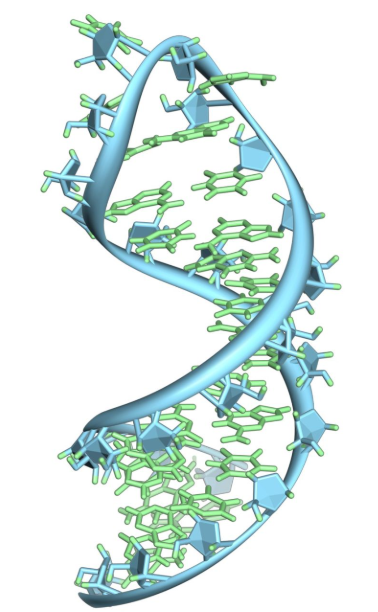 HiLyte Fluor熒光染料標記核糖核酸RNA
