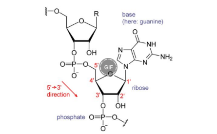 B0DIPY 530/550標(biāo)記RNA核糖核酸