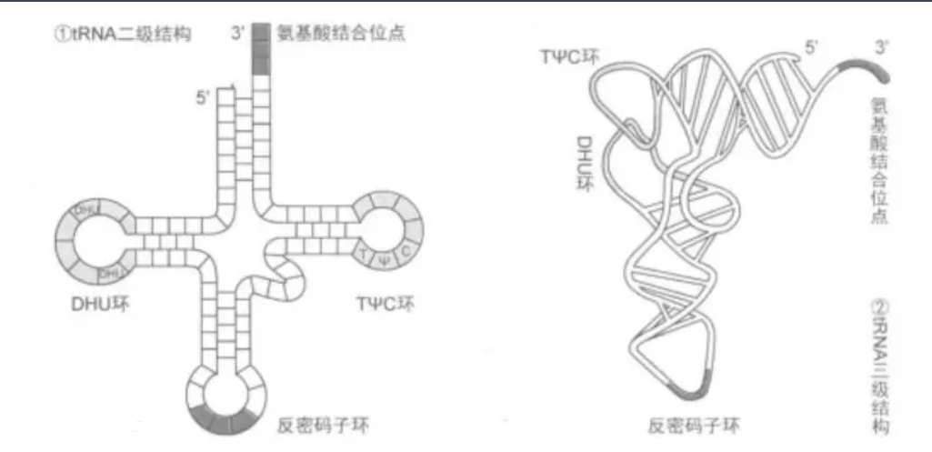 RNA核糖核酸修飾ATTO熒光染料