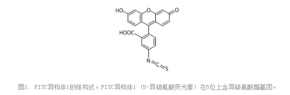 異硫氰酸熒光素