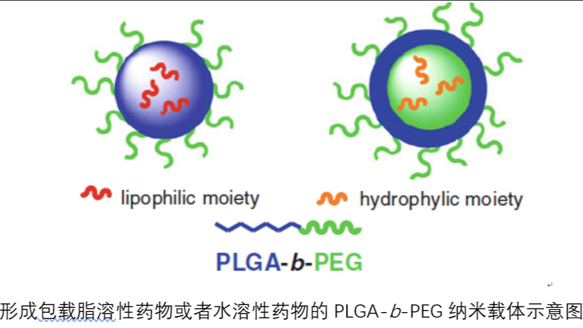 燈盞乙素-聚乙二醇-聚乳酸/羥基乙酸共聚物(PEG-PLGA)載藥納米粒