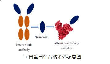 阿霉素/白蛋白-葡聚糖納米粒子