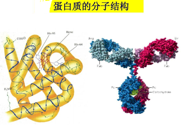 復合型阿霉素白蛋白納米粒
