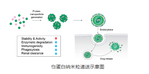 負載KHS101嘧啶二胺類小分子白蛋白納米顆粒