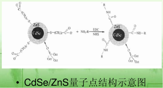 硒化鎘/硫化鋅量子點