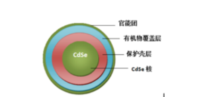 水溶性CdSe量子點(羥基)