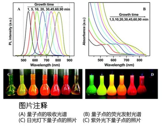 水溶性CdTe/CdS量子點