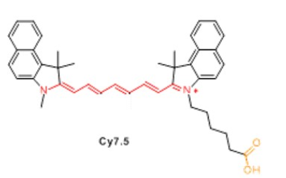 CY7.5標記海藻酸鈉