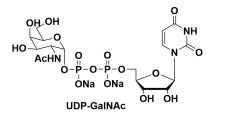 尿苷-5'-二磷酸-N-乙酰基-半乳糖胺二鈉鹽，cas：108320-87-2