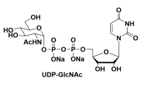 91183-98-1，UDP-N-acetylglucosamine，5′-二磷酸尿嘧啶核苷-N-乙酰半乳糖胺二鈉鹽