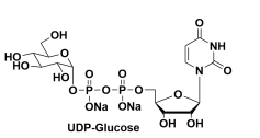 尿苷-5'-二磷酸葡萄糖二鈉鹽，UDP-α-D-Glucose, Disodium Salt，UDPG