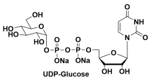 URIDINE 5'-DIPHOSPHOGLUCOSE DISODIUM SALT，尿嘧啶核苷-5'-二磷酸葡萄糖(UDP-G)