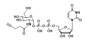 UDP-2-alkynyl-GlcNAc，N-乙酰葡糖胺,乙酰氨基葡糖，炔基修飾N-乙酰葡糖胺,乙酰氨基葡糖