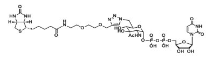 UDP-6-Biotinyl-GlcNAc，生物素標記核苷酸糖，生物素化尿苷二磷酸，生物素修飾N-乙酰葡糖胺,乙酰氨基葡糖