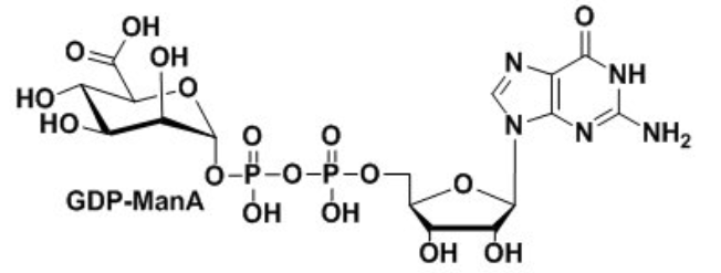 鳥苷二磷酸甘露糖醛酸，GDP-ManA，guanosine diphosphate mannuronic acid