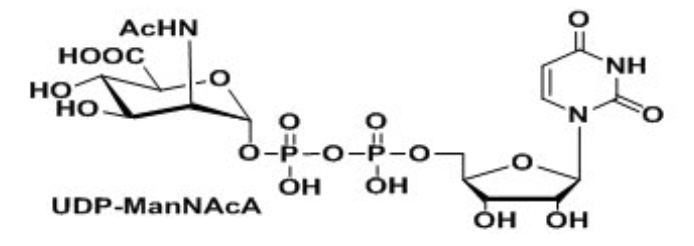 UDP-VioNAc,UDP-ManNAcA,Uridine 5′-diphospho-N-acetyl-D-mannosaminuronic acid Disodium Salt? UDP-VioNAc,UDP-ManNAcA,Uridine 5′-diphospho-N-acetyl-D-mannosaminuronic acid Disodium Salt?
