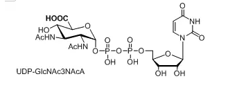 UDP-GlcNAc3NAcA，UDP-N-乙酰基葡萄糖胺(UDP-GlcNAc)，核苷酸標(biāo)記N-乙酰基葡萄糖胺