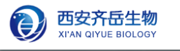 葡聚糖修飾Hrps共價三聚肽  