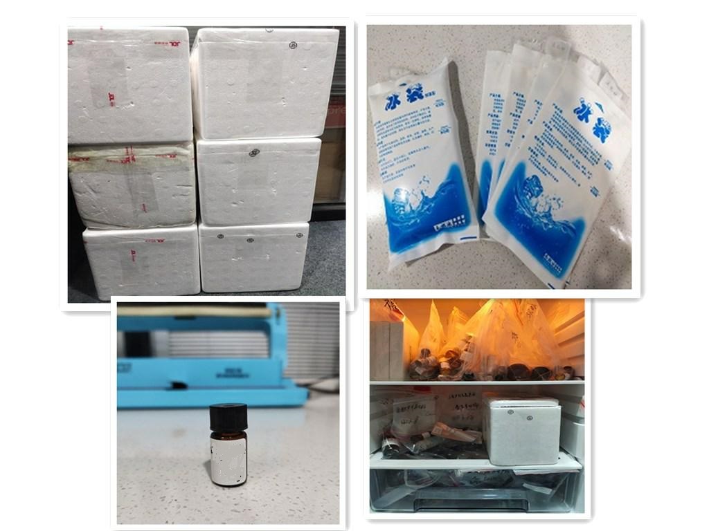 對乙酰氨基酚-海藻酸鈉-碳納米管(MWCNT)凝膠微球