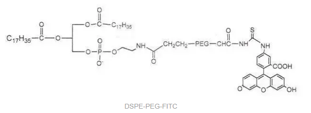 DSPE-PEG-FITC，磷脂-聚乙二醇-熒光素，FITC-PEG2000-DSPE，具有親水性和疏水性的磷脂PEG共軛物